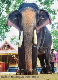 ഗജവീരൻ പുത്തൻകുളം അർജുനൻ